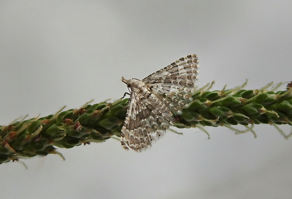 Pterotopteryx colchica