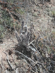 Quaqua mammillaris