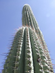 Cephalocereus macrocephalus