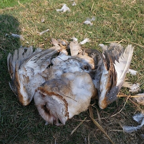 Eastern Barn Owl