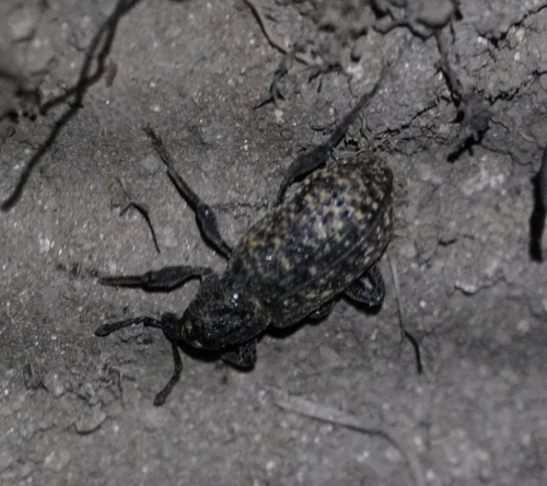 Tvrdoň smrekovcový (Hylobius excavatus)