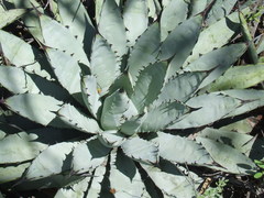 Agave macroacantha