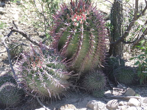 Ferocactus recurvus