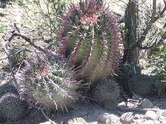Ferocactus recurvus recurvus