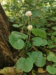 Micranthes manchuriensis
