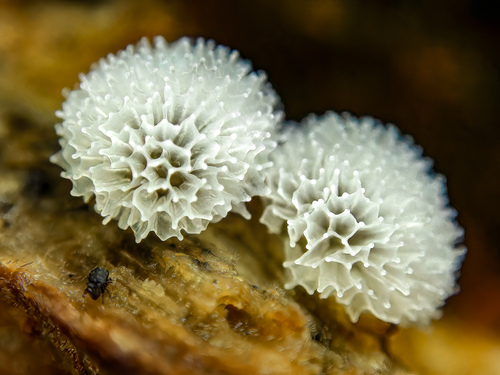 Ceratiomyxa porioides nuotrauka