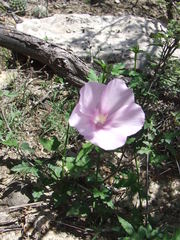 Hibiscus phoeniceus