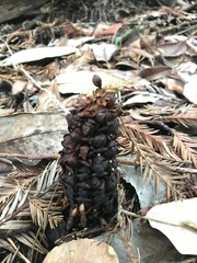 Kopsiopsis strobilacea