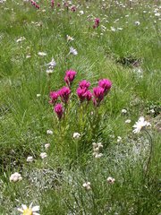 Castilleja lemmonii