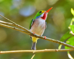Todus multicolor