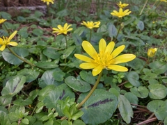 Ficaria verna
