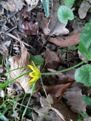 Ficaria verna
