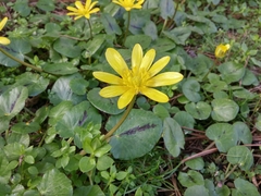 Ficaria verna