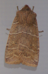 Eupsilia morrisoni