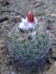 Coryphantha pallida