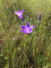 Triteleia laxa