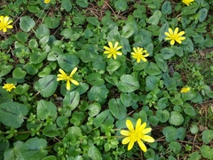 Ficaria verna
