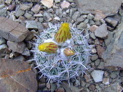 Coryphantha pallida