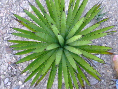 Agave macroacantha