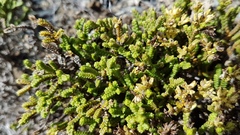 Veronica quadrifaria