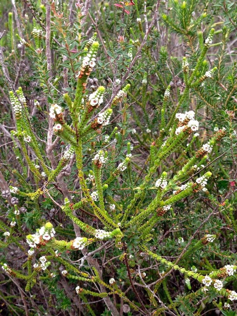 heath myrtle