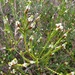 Baeckea imbricata - Photo (c) greenmthort, algunos derechos reservados (CC BY-NC), subido por greenmthort