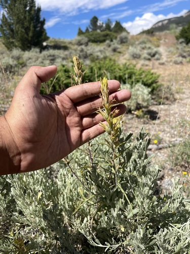 Image of Castilleja flava by (c) Brandon Corder, some rights reserved (CC BY)
