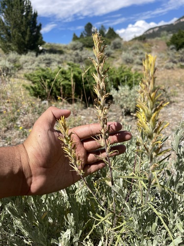 Image of Castilleja flava by (c) Brandon Corder, some rights reserved (CC BY)