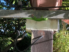 Phelsuma grandis