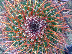 Mammillaria carnea