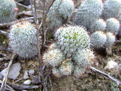 Mammillaria haageana meissneri
