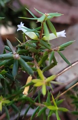 Styphelia sieberi
