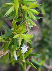 Styphelia sieberi, photograph Eamonn Culhane, CC BY, iNaturalist via GBIF