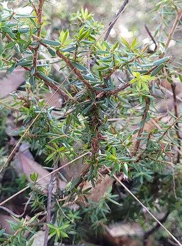 Styphelia sieberi, photograph 2