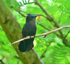 Orthorhyncus cristatus