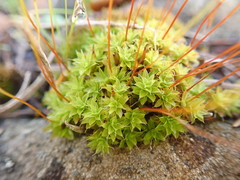 Syntrichia princeps