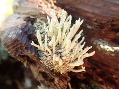 Cladonia transcendens
