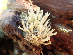 Cladonia transcendens