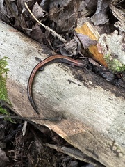 Plethodon cinereus image