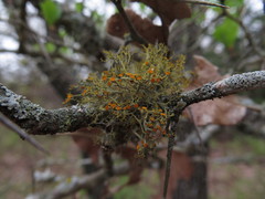 Teloschistes exilis
