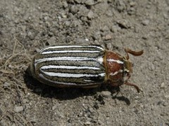 Polyphylla decemlineata