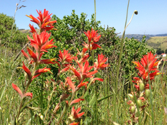 Castilleja affinis affinis