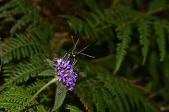 Pereute charops charops