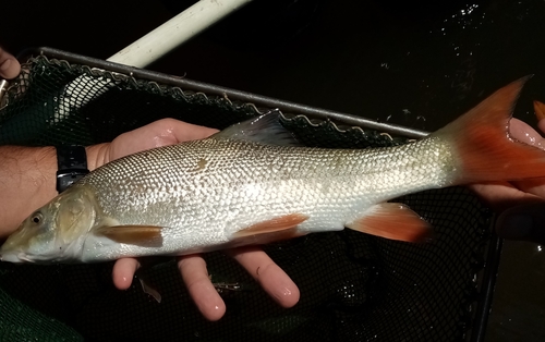 Macedonian barbel (Barbus macedonicus) — Cyprinidae — 4