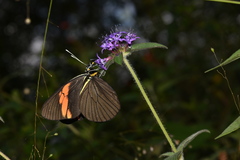 Pereute charops charops