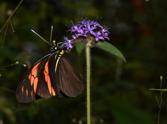 Pereute charops charops