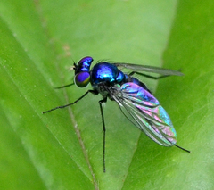 Condylostylus mundus