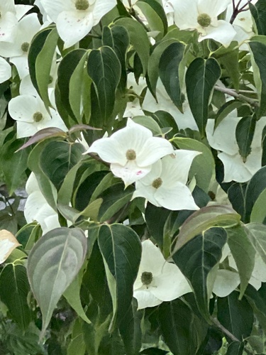 Cornus kousa iNat (2)