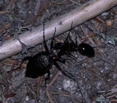 bystruška ploská (Carabus linnaei)
