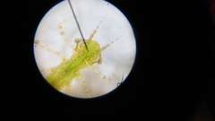 Pseudagrion microcephalum